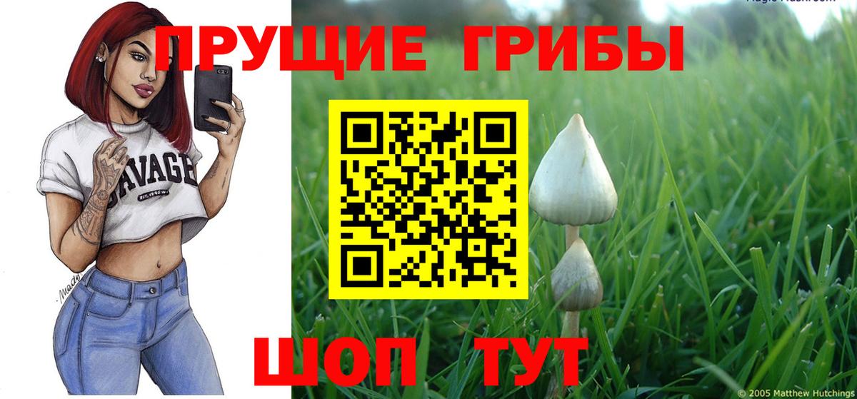 Псилоцибиновые грибы Psilocybine cubensis Вольск