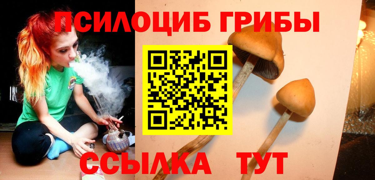 Псилоцибиновые грибы Cubensis  Псилоцибиновые грибы Magic Shrooms  где купить наркоту  Вольск  Вход с VPN 